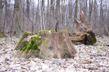 Yeşil yosun güdük