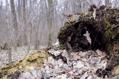 Yeşil yosun güdük