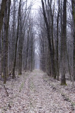 bahar ormandaki orman yolu