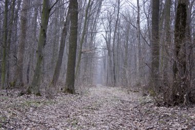 bahar ormandaki orman yolu