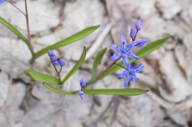 Scilla mavi çiçek tomurcuk