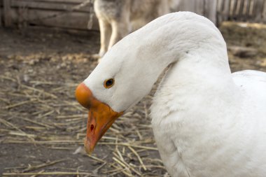 Kırmızı ördek kafa portre