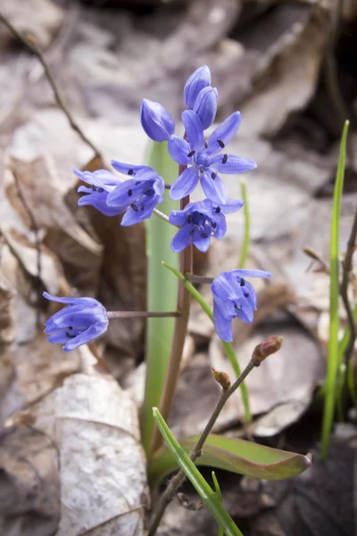 Çiçek Scilla bahar ormanda