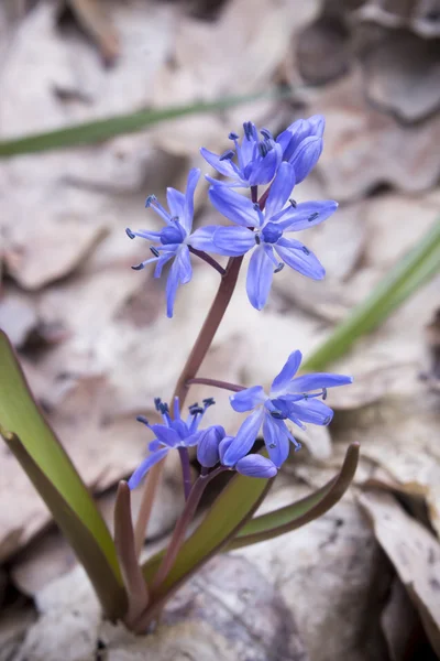 봄 숲 씰 라 꽃 — 스톡 사진