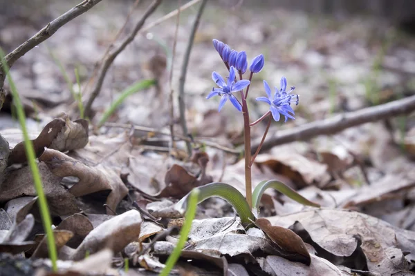 Çiçek Scilla bahar ormanda