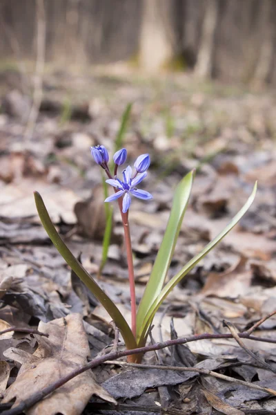 Çiçek Scilla bahar ormanda