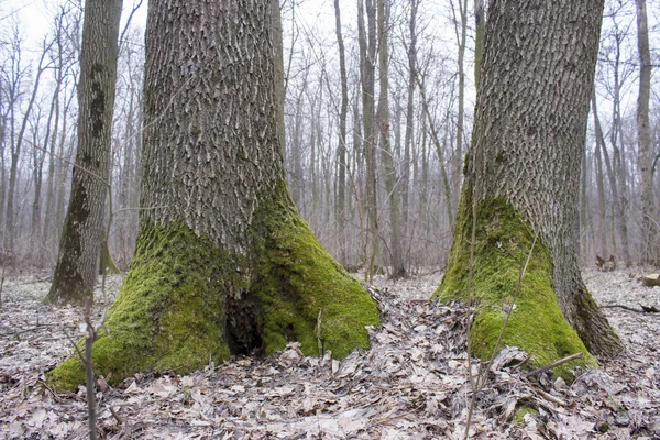 Stomp met groene mos — Stockfoto