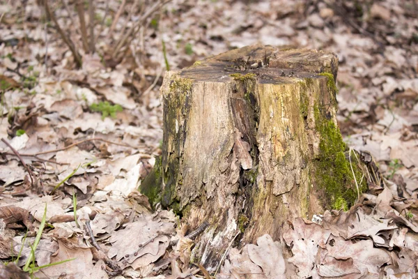 Stomp met groene mos — Stockfoto