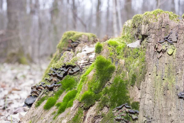 树桩与绿色青苔 — 图库照片