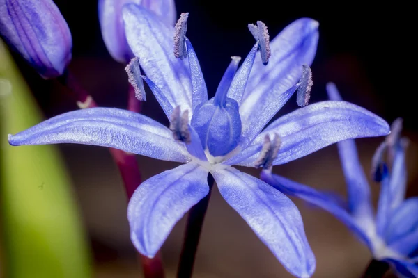 Scilla mavi çiçek tomurcuk — Stok fotoğraf