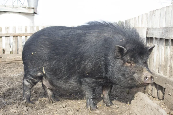 Pig black home — Stock Photo, Image