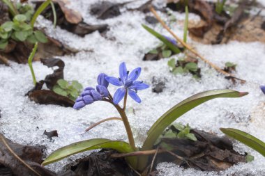 karda bifolia kardelen