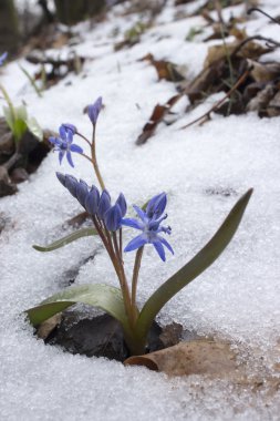 karda bifolia kardelen