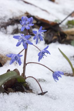 karda bifolia kardelen