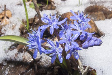 karda bifolia kardelen