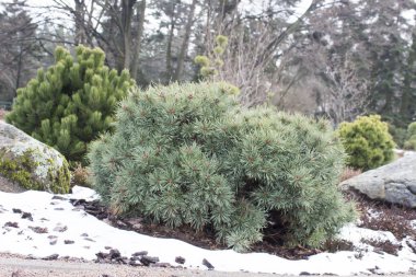 green dwarf mountain pine clipart