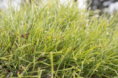 yeşil cüce dağ çam