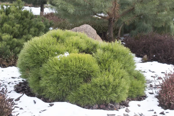 Green dwarf mountain pine — Stock Photo, Image