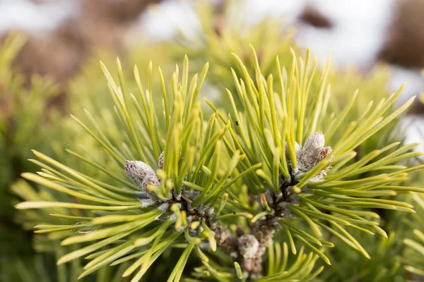 Gröna dwarf mountain pine — Stockfoto