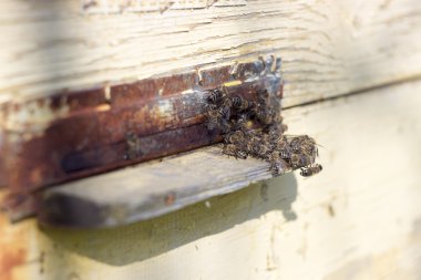 Arıların kovan giriş