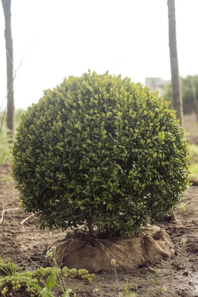 Spherical boxwood in the nursery — Stock Photo, Image