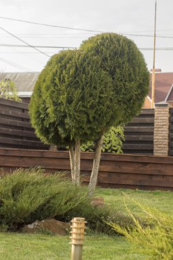 ardıç gövdeleri üzerinde küresel yeşil mazı