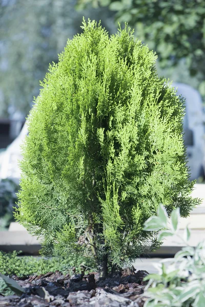 Thuja occidentalis eastern arborvitae ist ein immergrüner Baum — Stockfoto