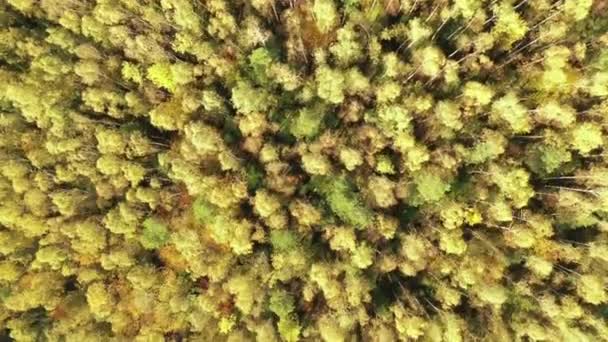 Őszi színes hegyi erdő, légi kilátás — Stock videók