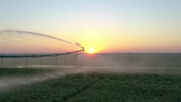 Sistema de riego automático en el campo Vista Drone — Vídeo de stock