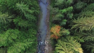 Dağ nehri ve sonbahar, kozalaklı yaprak döken orman, üst manzara..
