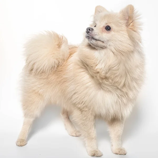 Deutsche Spitze Cão Comprimento Completo Sobre Fundo Branco — Fotografia de Stock