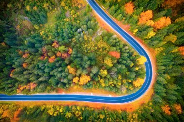 Sonbahar manzarası, dağ ormanında asfalt yol. Sarı ve kırmızı dökme ağaçlar ve yeşil kozalaklı ağaçlar resim gibi bir kontrastlık yaratır.