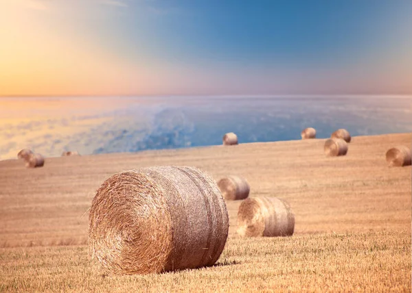 Grandes Fardos Redondos Amarillos Paja Campo Residuos Residuos Orgánicos Trigo — Foto de Stock