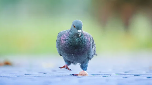 灰色の単独でアスファルトの上を歩く鳩 孤独の概念 選択的フォーカス 畑の浅い深さ — ストック写真