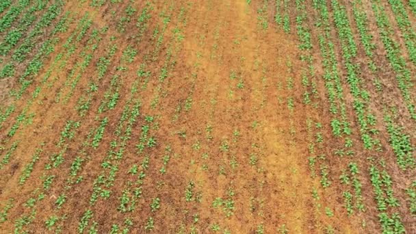 Os produtos químicos danificaram o campo agrícola. Vista para drones. — Vídeo de Stock