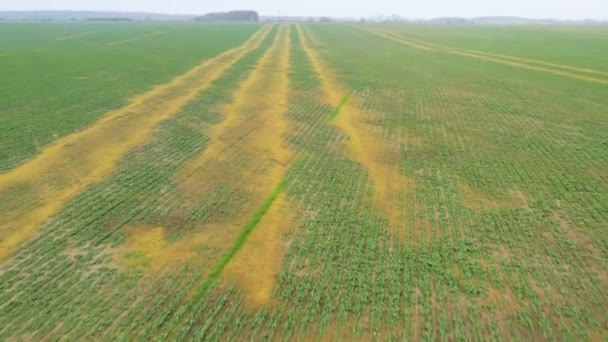 Chemische stoffen hebben schade toegebracht aan de landbouw. Drone aanzicht. — Stockvideo