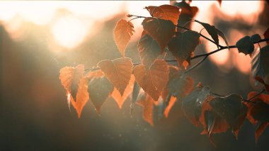 Bir huş dalında sonbahar sarısı yapraklar, seçici bir odak noktası. Mistik sonbahar doğal arka plan.