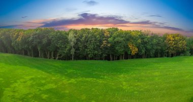 Doğa geçmişi, orman. Yaz sabahı ormanında güneş ışınları sisi delip geçer. Tazelik, saflık ve serinlik. Konsept.