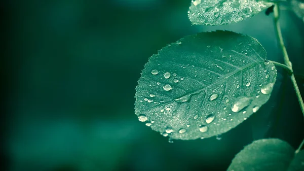 Естественный Фон Молодые Листья Зеленой Розы Утренней Росе Селективный Фокус — стоковое фото