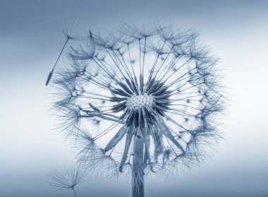 Kuru karahindiba, karahindiba tohumu, makro seçici odak