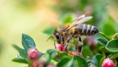Arı, makro fotoğraf, seçici odaklanma. Çiçeklerin nektarını toplar.