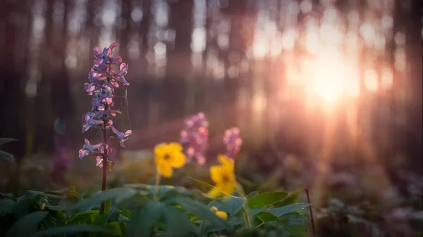 Kwiaty Corydalis Kwitnące Wczesną Wiosną Lasach Liściastych Roślina Jest Wymieniona — Zdjęcie stockowe