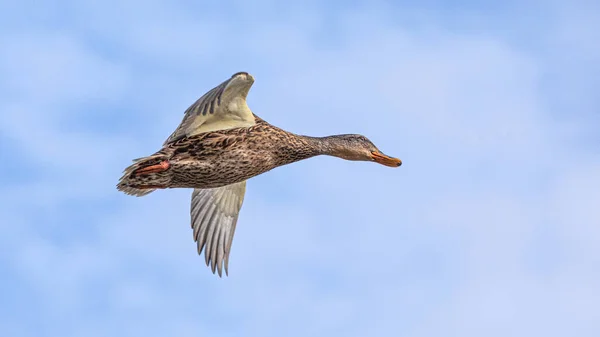 Jeune Canard Sauvage Femelle Vole Sur Fond Ciel Bleu — Photo