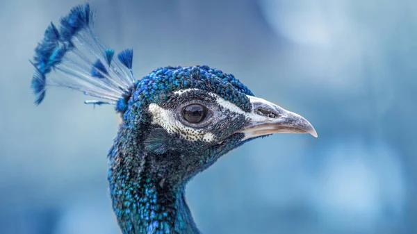 공작새의 머리를 초상화 선택적 — 스톡 사진