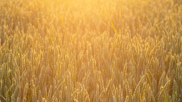 Шипы Пшеницы Золотого Цвета Текстуры Close — стоковое фото
