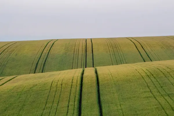 Прекрасна Сільська Місцевість Зеленими Полями Пшениці — стокове фото