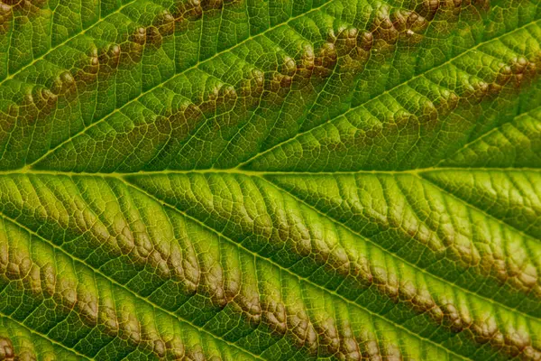 自然背景或质地 绿色覆盆子叶 — 图库照片