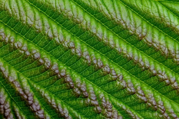 Fond Texture Naturel Feuille Framboise Verte Gros Plan — Photo