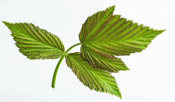 Drievoudige Groene Framboos Blad Geïsoleerd Een Witte Achtergrond Close — Stockfoto