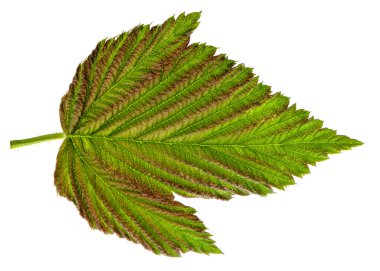 Beyaz arkaplanda yeşil ahududu yaprağı izole